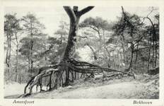 13152 Gezicht op een zandverstuiving met naaldbomen in het bos van Birkhoven te Amersfoort.